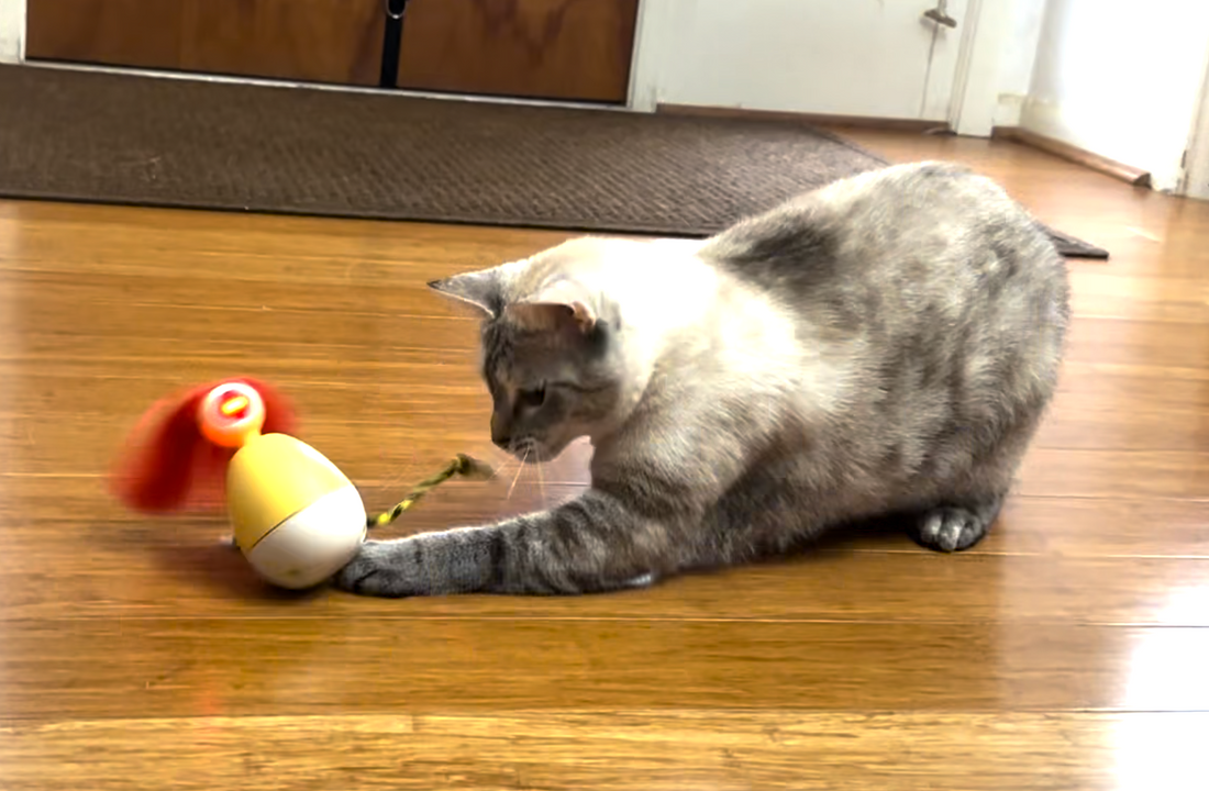 Why Playtime Matters: The Benefits of Cat Toys